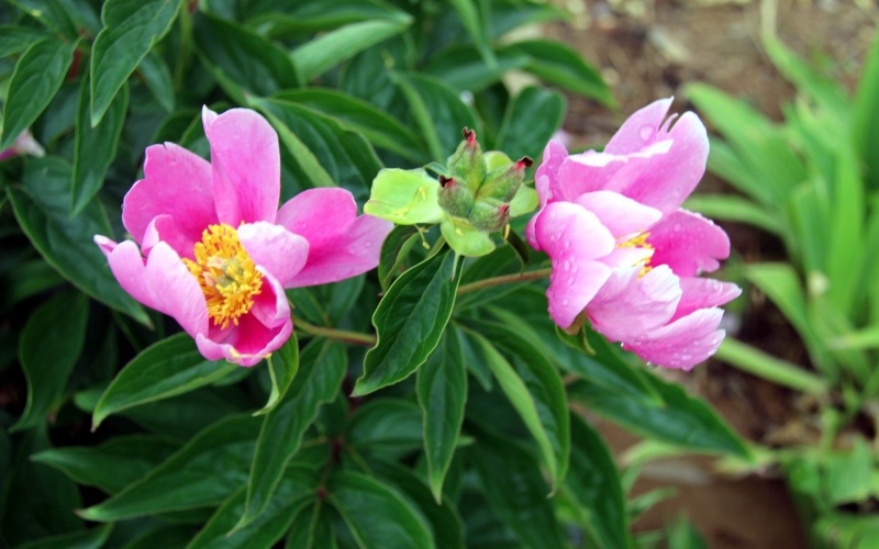 点击大图看下一张：粉色芍药花图片