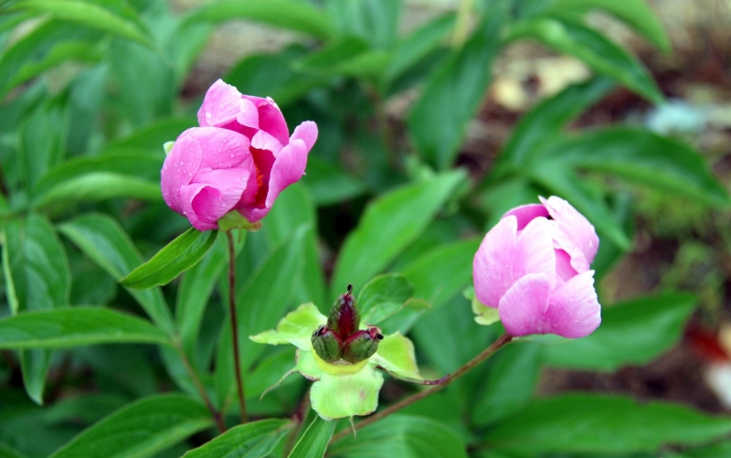 点击大图看下一张：粉色芍药花图片