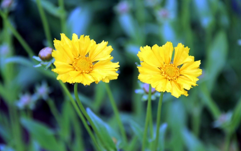 点击大图看下一张：金鸡菊唯美图片