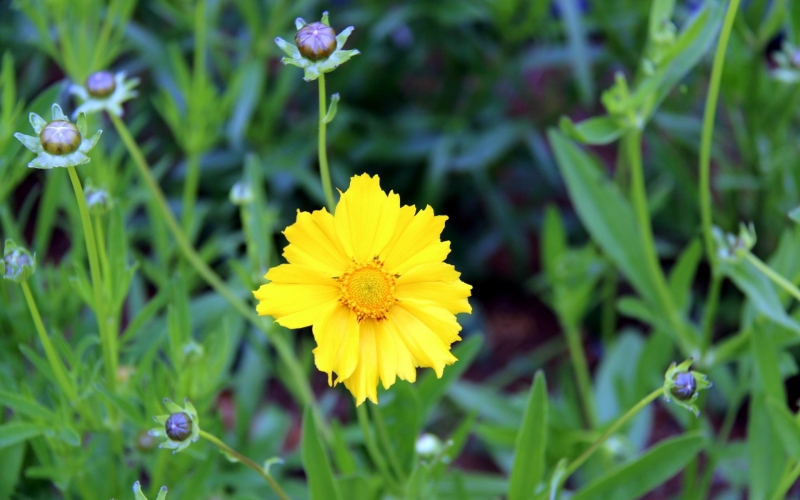 点击大图看下一张：金鸡菊唯美图片