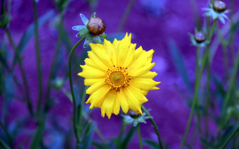 点击大图看下一张：金鸡菊唯美图片