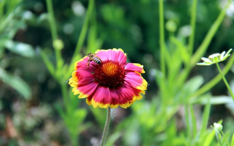 点击大图看下一张：蛇目菊图片