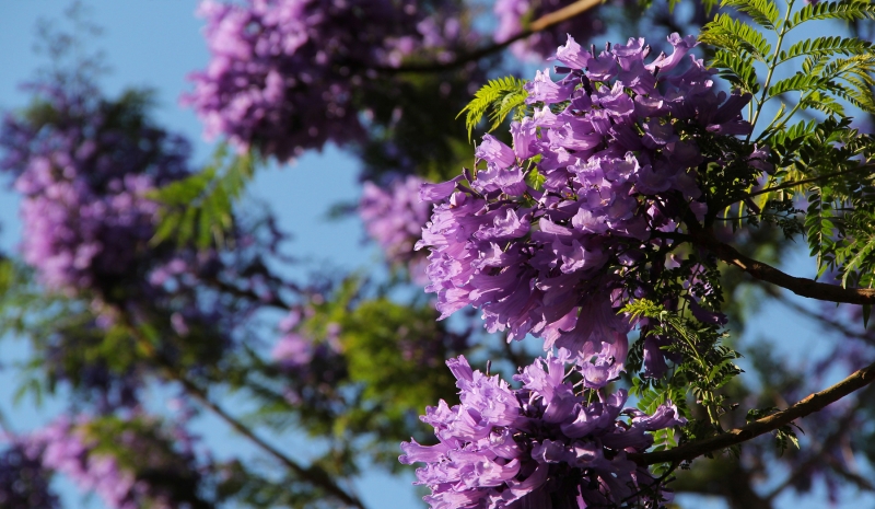 点击大图看下一张：紫色浪漫的蓝花楹图片