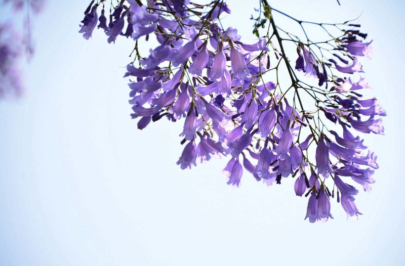 点击大图看下一张：紫色浪漫的蓝花楹图片