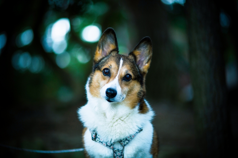 点击大图看下一张：彭布罗克威尔士柯基犬图片