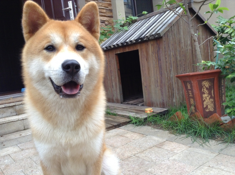 点击大图看下一张：秋田犬图片
