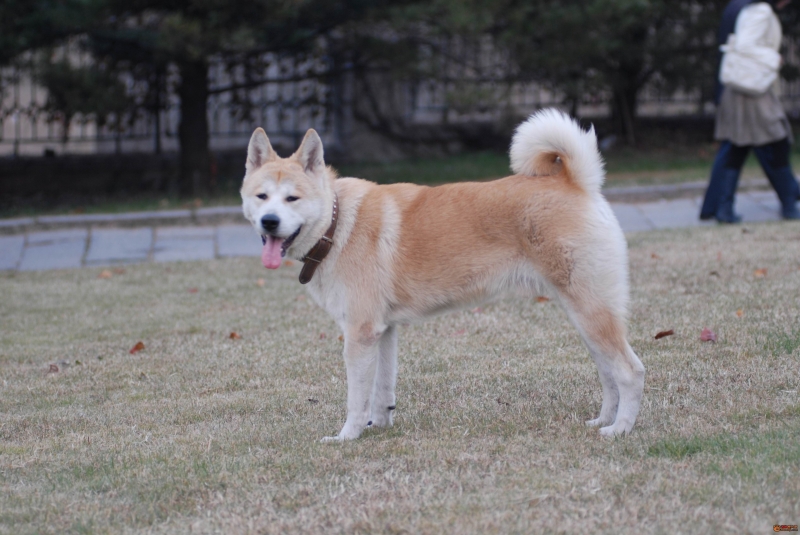 点击大图看下一张：秋田犬图片