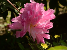 粉色和白色的芍药花图片
