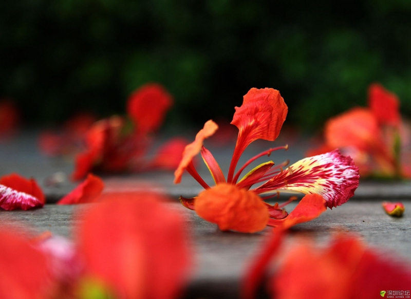 点击大图看下一张：火红的凤凰花图片