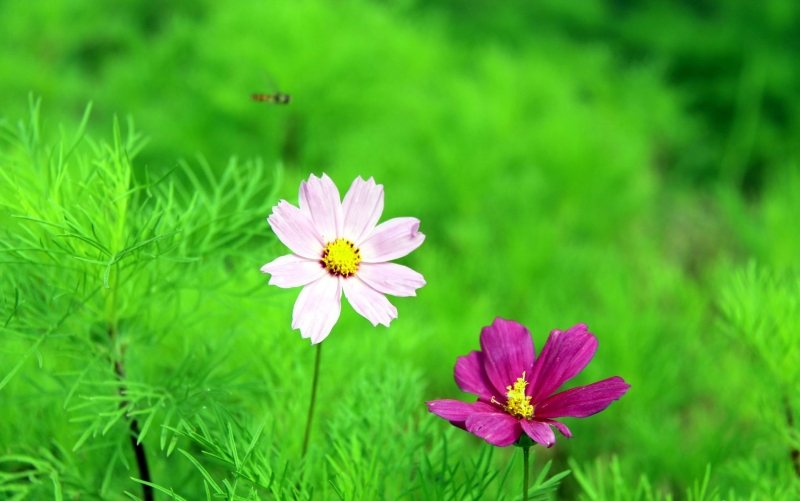 点击大图看下一张：清新波斯菊花图片