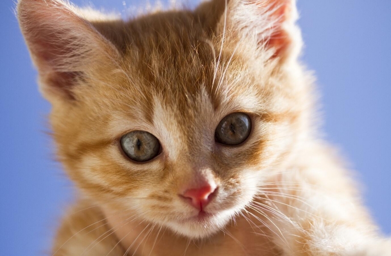 点击大图看下一张：虎斑猫图片