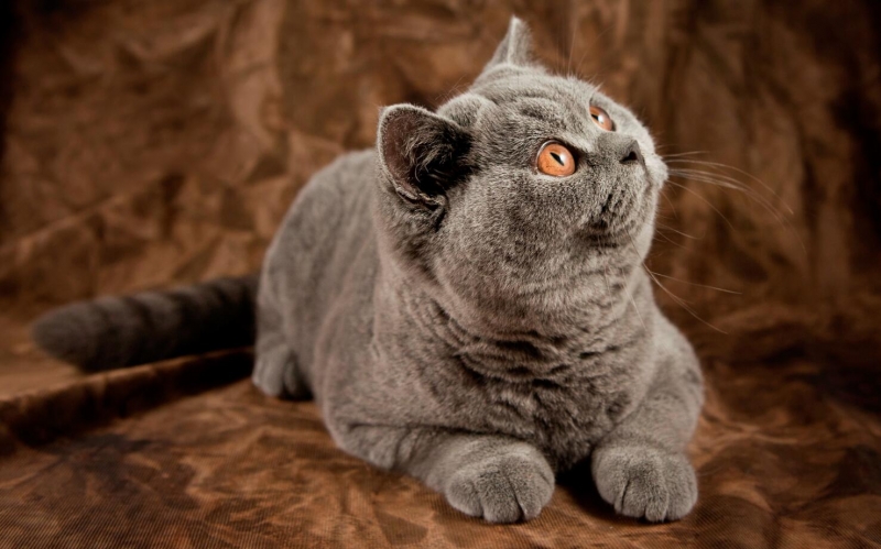 点击大图看下一张：美国短毛猫图片