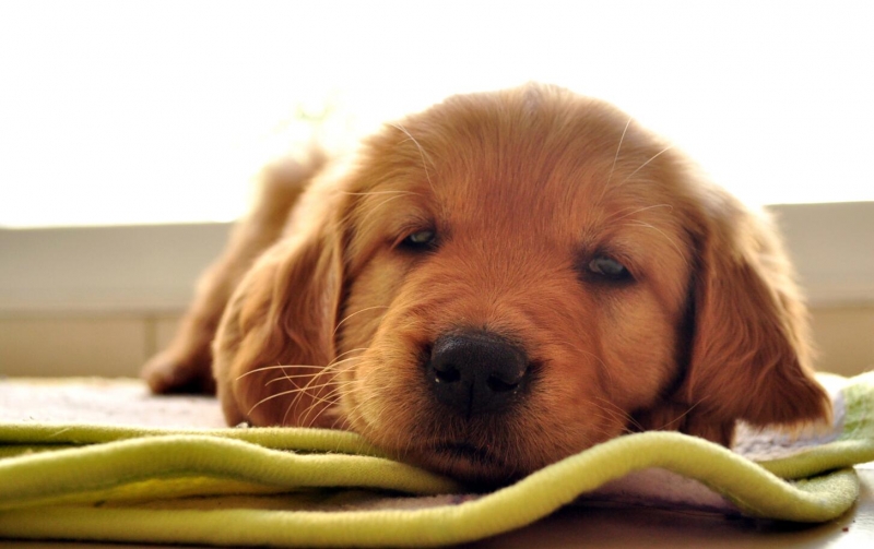 点击大图看下一张：熟睡的狗狗图片