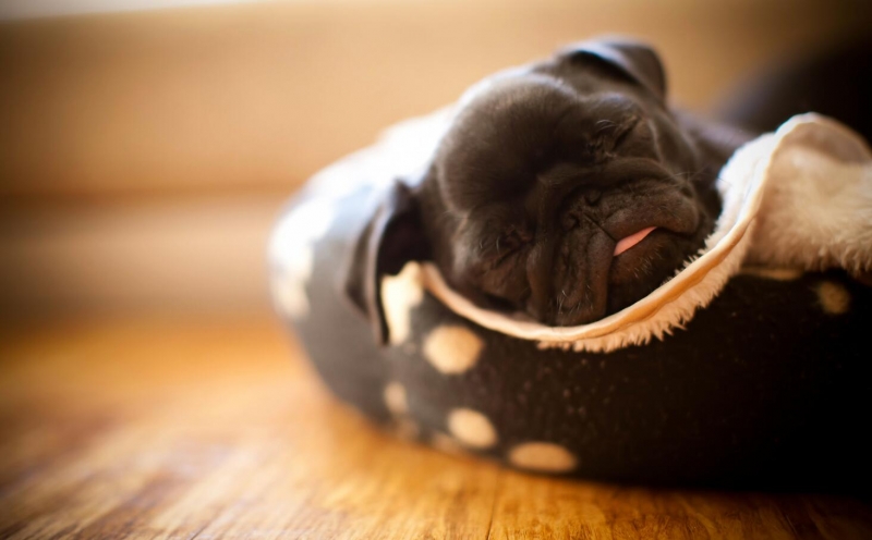 点击大图看下一张：熟睡的狗狗图片