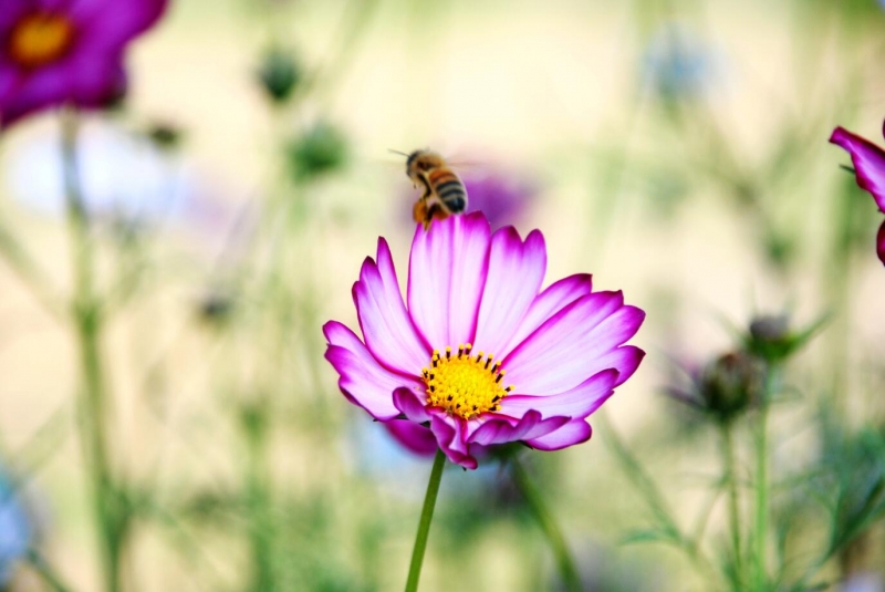 点击大图看下一张：格桑花和蜜蜂图片