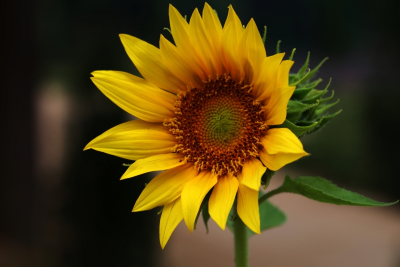 点击大图看下一张：柔光拍摄向日葵图片