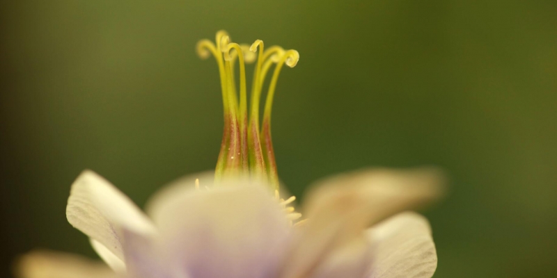 点击大图看下一张：唯美耧斗花图片