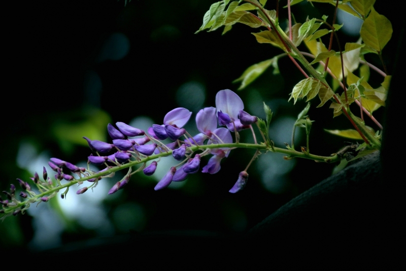 点击大图看下一张：紫藤的图片