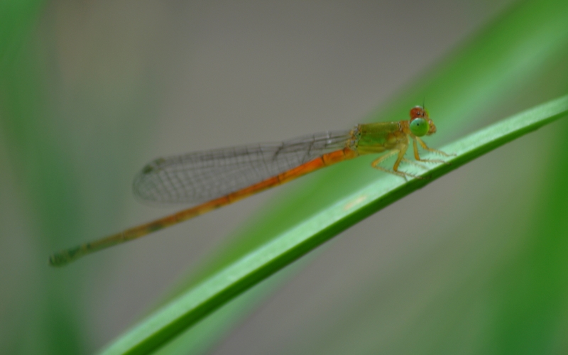 点击大图看下一张：豆娘图片