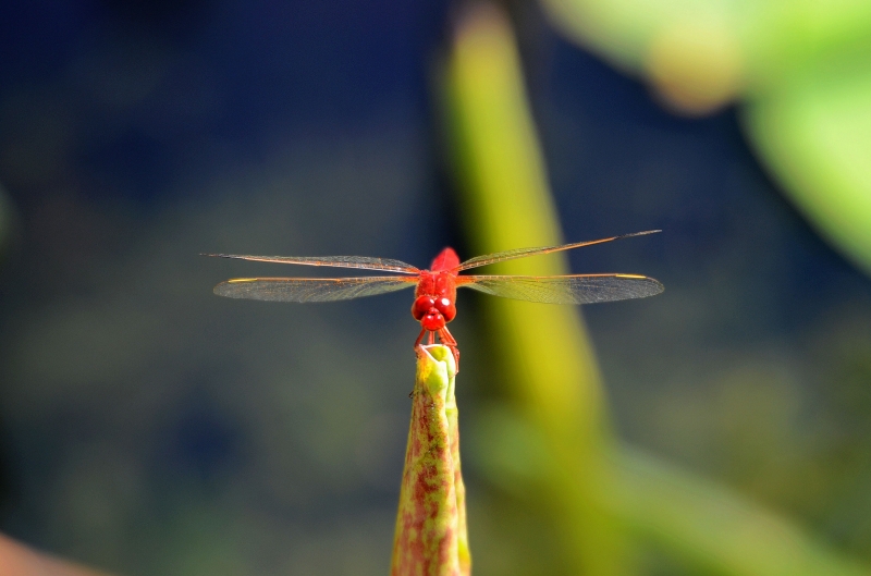点击大图看下一张：荷上的红蜻蜓图片