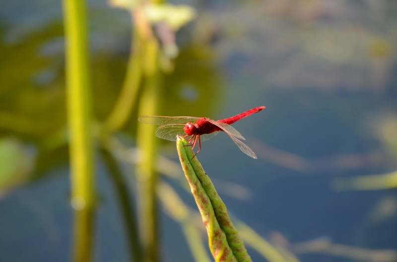 点击大图看下一张：荷上的红蜻蜓图片