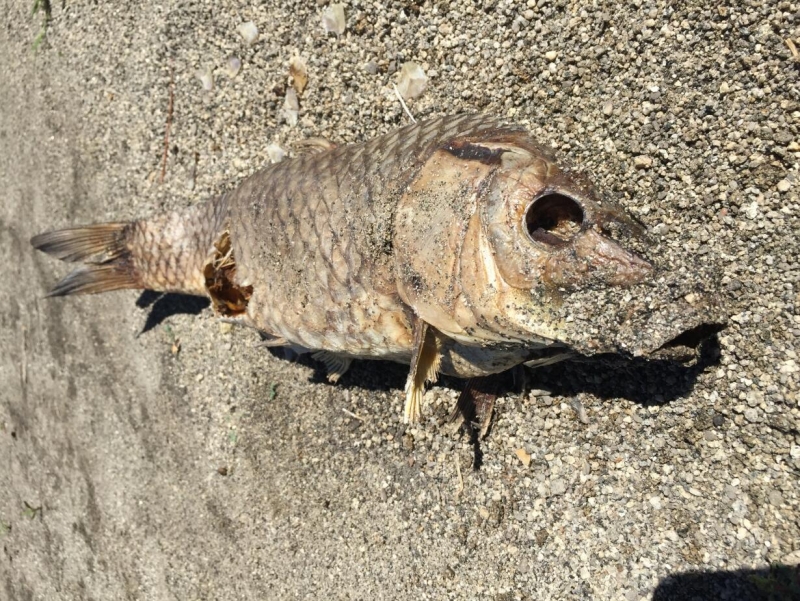 点击大图看下一张：沙滩上被风干的鱼图片