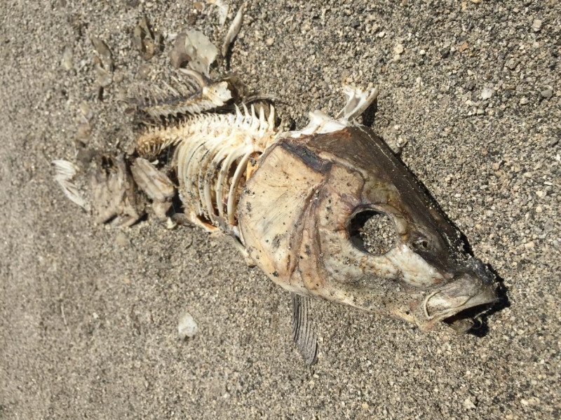 点击大图看下一张：沙滩上被风干的鱼图片