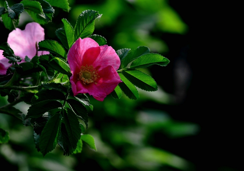 点击大图看下一张：粉红色刺玫花图片