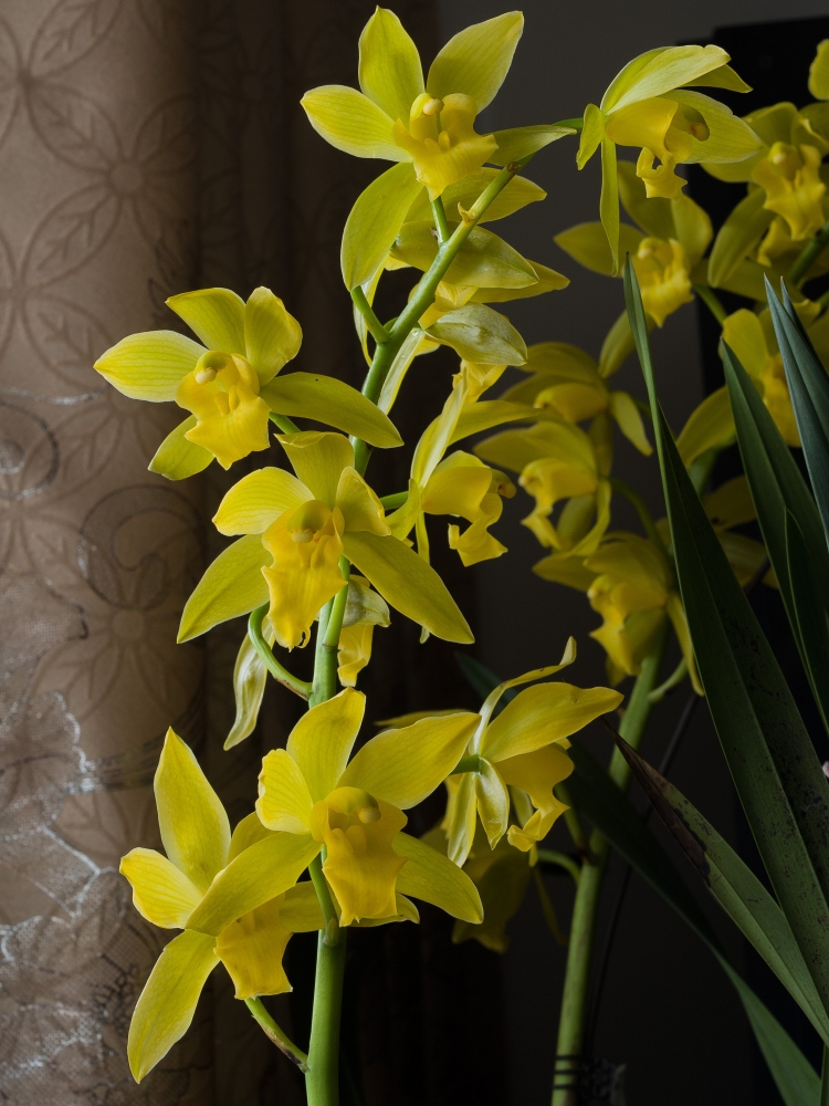 点击大图看下一张：黄色蕙兰图片