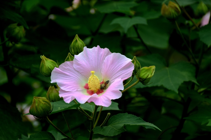 点击大图看下一张：粉色木芙蓉图片