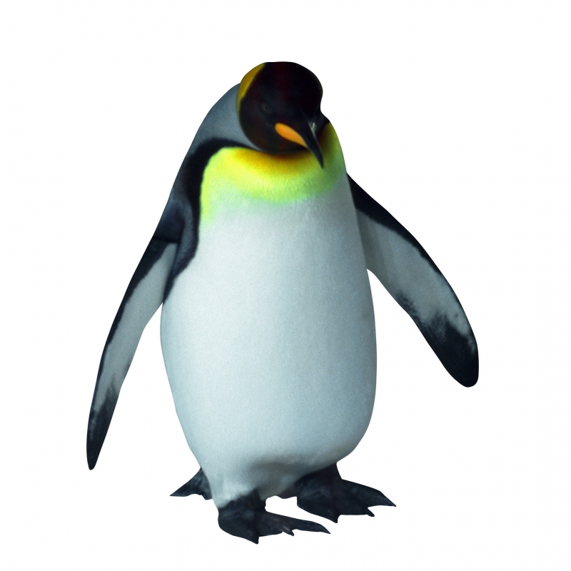 点击大图看下一张：企鹅的图片