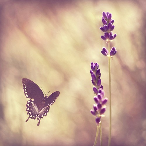 点击大图看下一张：清新唯美蝴蝶图片