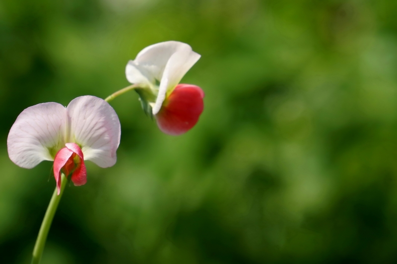 点击大图看下一张：豌豆花的图片