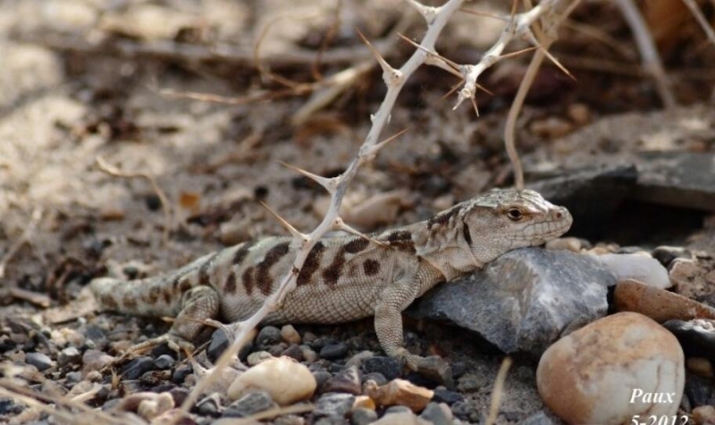 点击大图看下一张：几种北疆蜥蜴