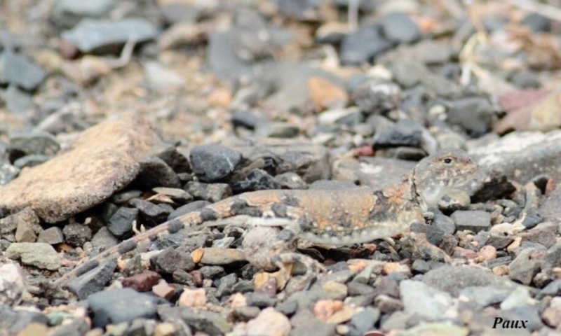 点击大图看下一张：几种北疆蜥蜴