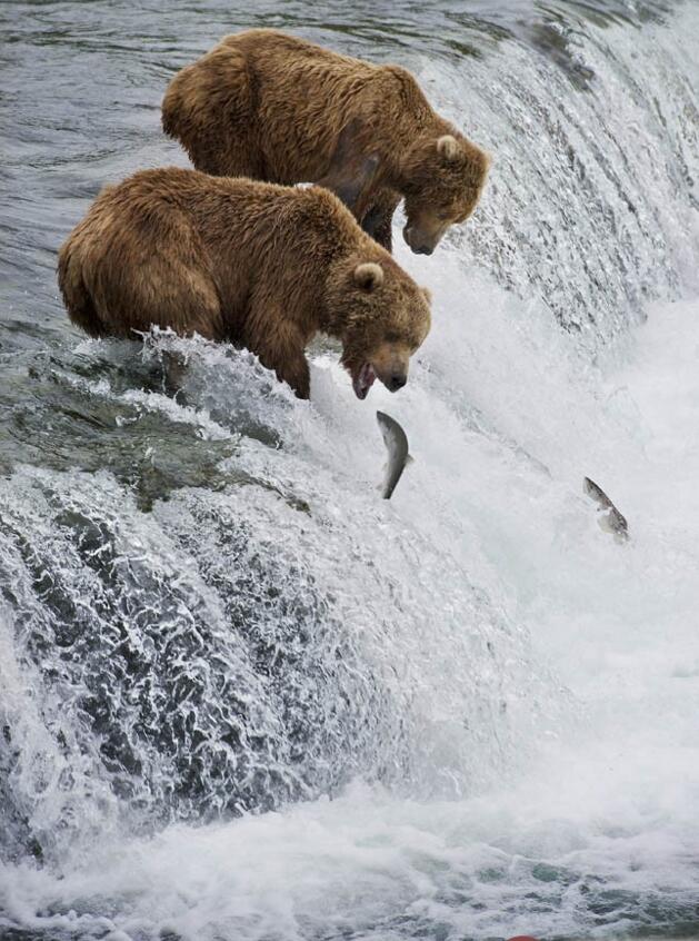 点击大图看下一张：美国阿拉斯加的棕熊家园