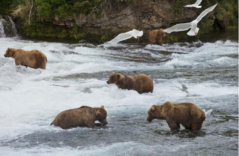 点击大图看下一张：美国阿拉斯加的棕熊家园