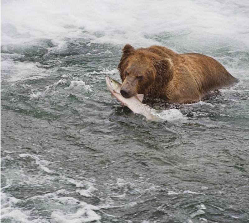 点击大图看下一张：美国阿拉斯加的棕熊家园