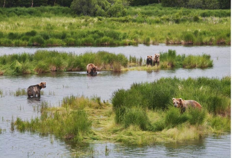 点击大图看下一张：美国阿拉斯加的棕熊家园