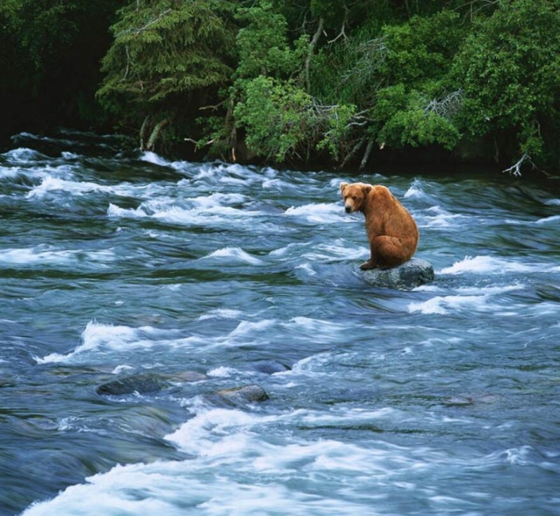 点击大图看下一张:美国阿拉斯加的棕熊家园