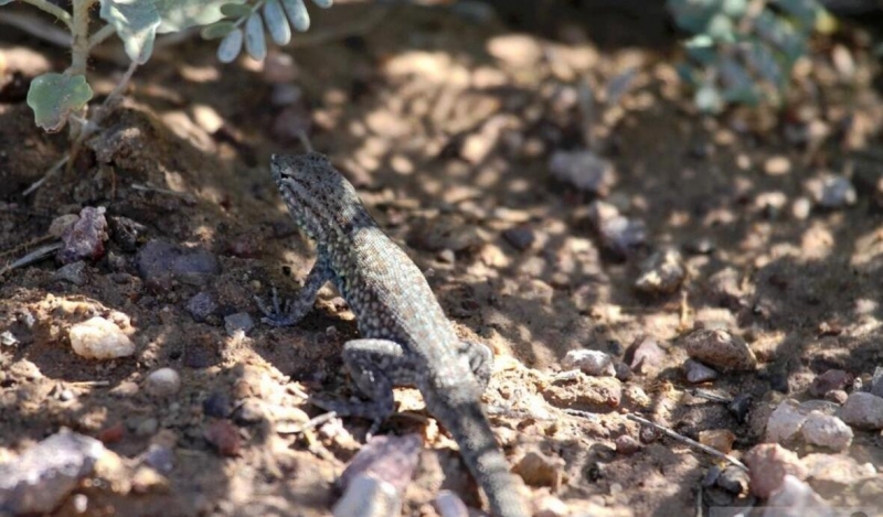 点击大图看下一张：新墨西哥州的蜥蜴