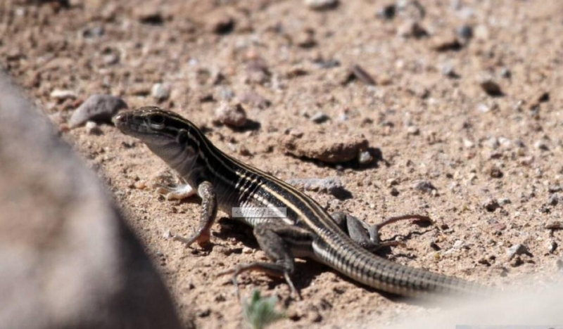 点击大图看下一张：新墨西哥州的蜥蜴
