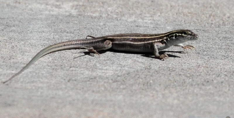 点击大图看下一张：新墨西哥州的蜥蜴