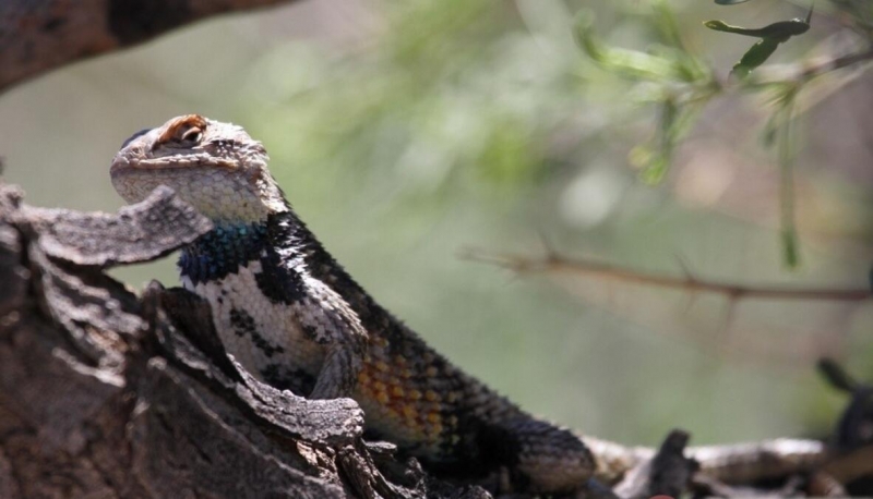 点击大图看下一张：新墨西哥州索科洛变色龙