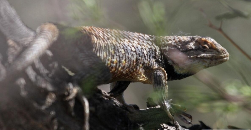 点击大图看下一张：新墨西哥州索科洛变色龙