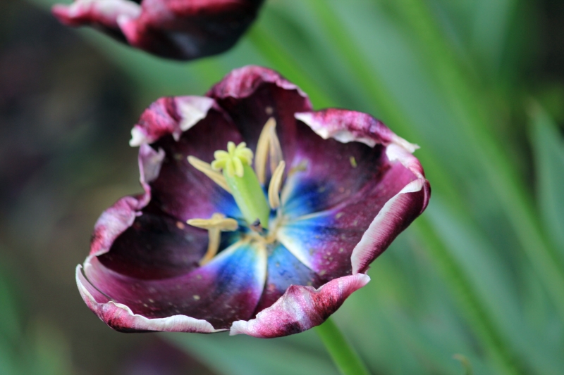 点击大图看下一张：枯萎的郁金香图片