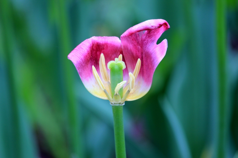 点击大图看下一张:枯萎的郁金香图片