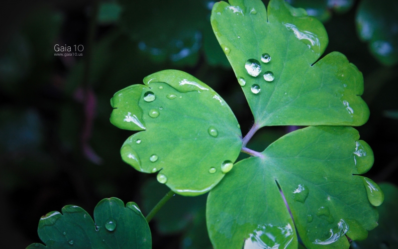 点击大图看下一张：三叶草高清图片