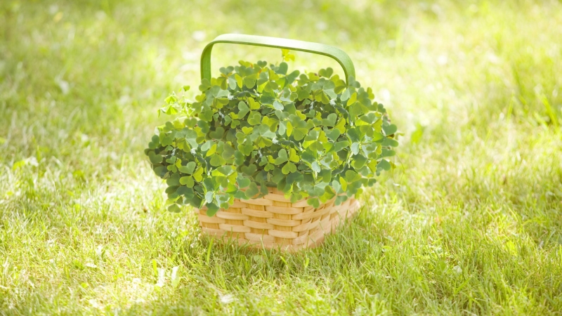 点击大图看下一张：三叶草高清图片