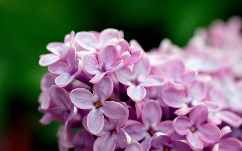 点击大图看下一张：紫丁香唯美图片